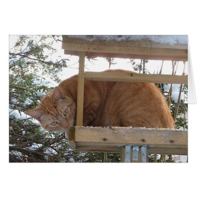 ¿Erm, pío, pío? (Anverso (Horizontal))