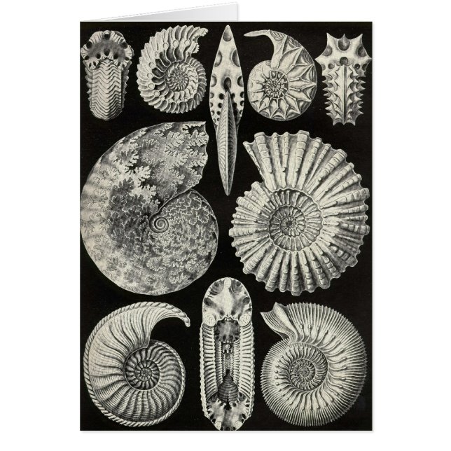Ernst Haeckel - Ammonitida (Frente)