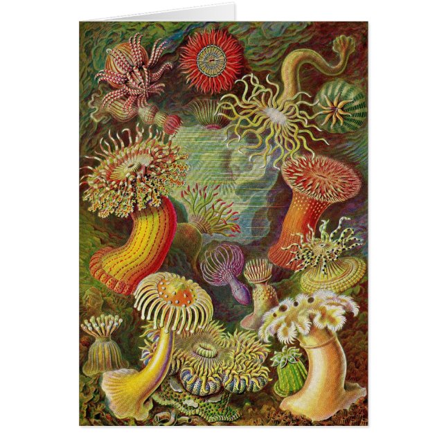 Ernst Haeckel - anémonas de Actiniae (Frente)