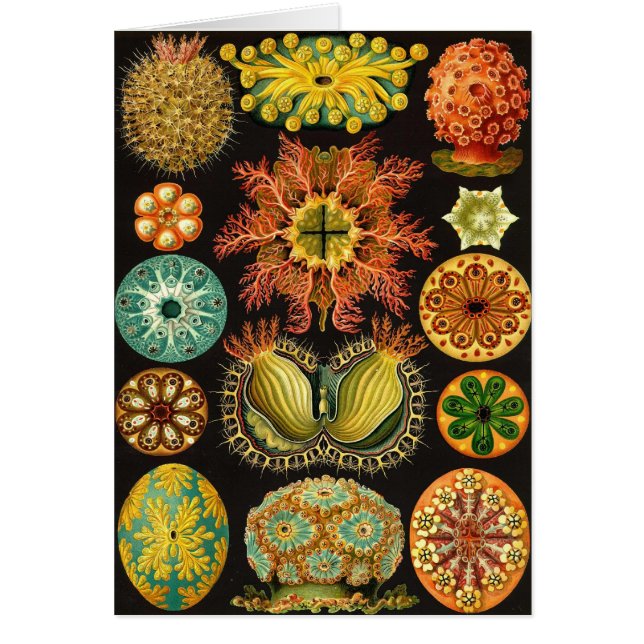Ernst Haeckel - Ascidiae (Frente)