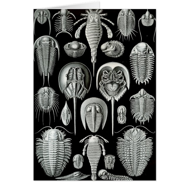 Ernst Haeckel - Aspidonia (Frente)
