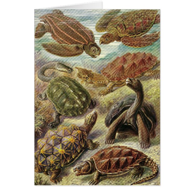 Ernst Haeckel - Chelonia (Frente)