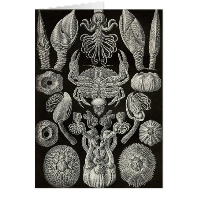Ernst Haeckel - Cirripedia (Frente)