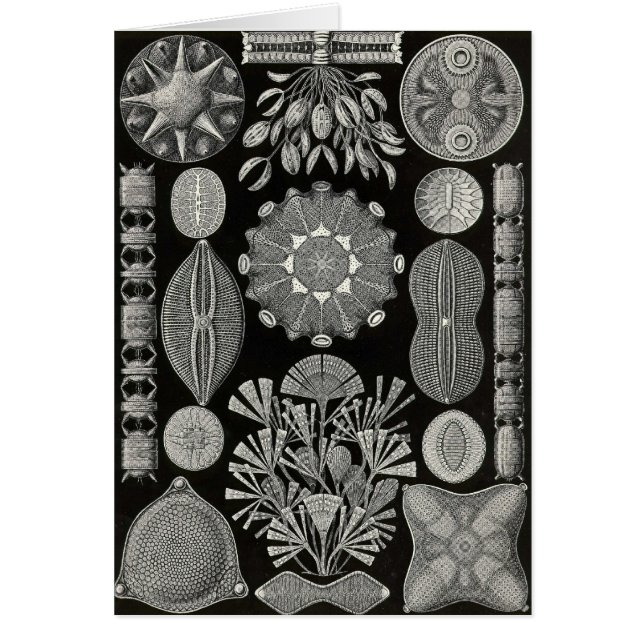 Ernst Haeckel - Diatomea2 (Frente)