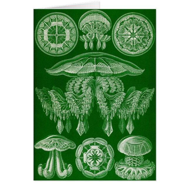 Ernst Haeckel - Discomedusae4 (Frente)