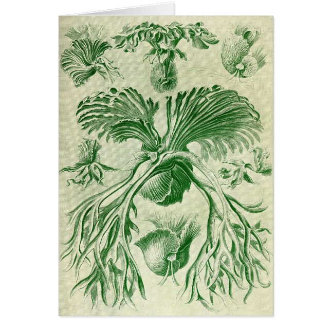 Ernst Haeckel - Filicinae (Frente)
