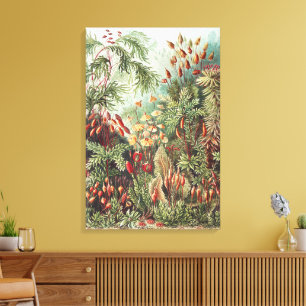 Ernst Haeckel Impresión de la Naturaleza del Musgo