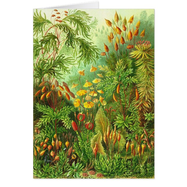 Ernst Haeckel - Muscinae (Frente)