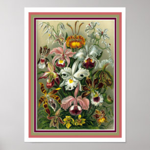 Ernst Haeckel "Orchida" Impresión botánica 12 x 16