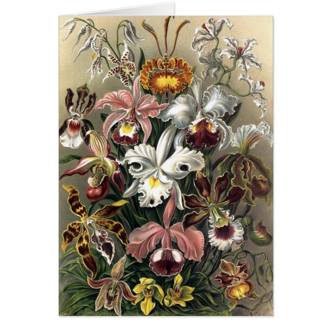 Ernst Haeckel - Orchideae (Frente)