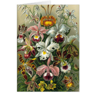 Ernst Haeckel - Orquídea
