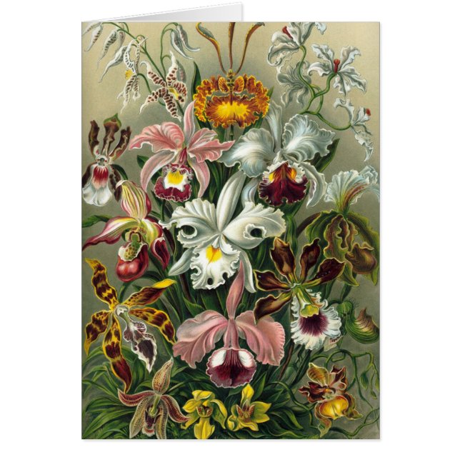 Ernst Haeckel - Orquídea (Frente)