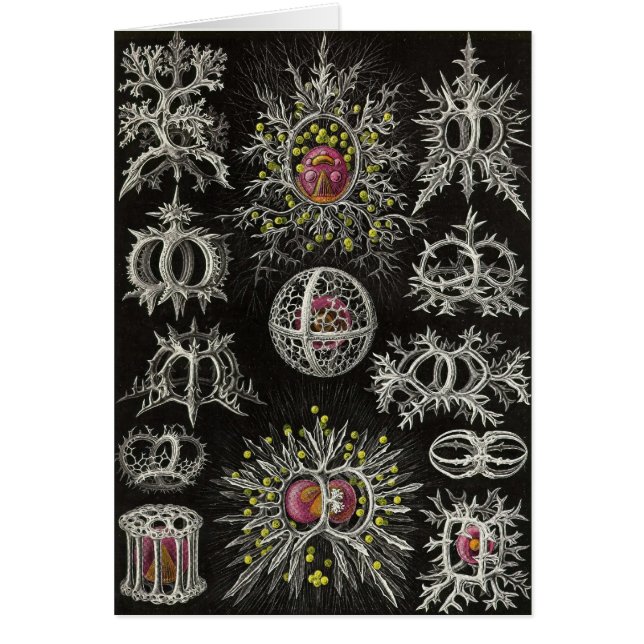 Ernst Haeckel - Stephoidea (Frente)