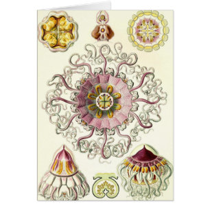 Ernst Haeckel - tarjeta de Peromedusae