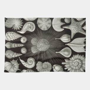 Ernst Haeckel Thalamphora descasca la toalla de t