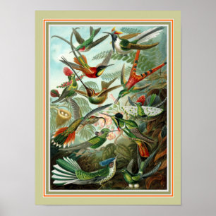 Ernst Haeckel "Trochilidae" 12 x impresión 16
