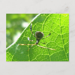 Error al pie de página en la postal de Milkweed