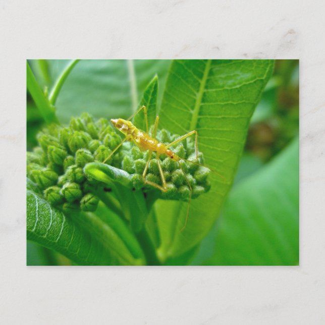Error de Reduviid en la postal de Milkweed (Anverso)