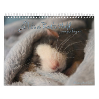 Es calendario del mundo de una rata