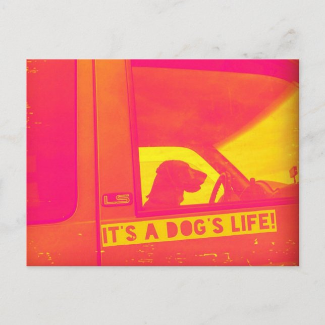 Es la tarjeta de correo de vida de un perro (Anverso)