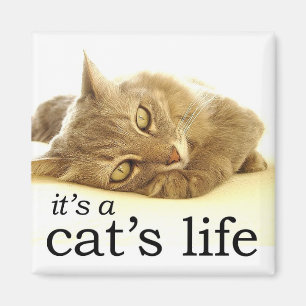 Es la vida de un gato - imán