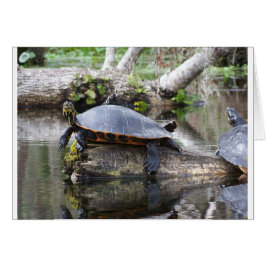 Es la vida de una tortuga