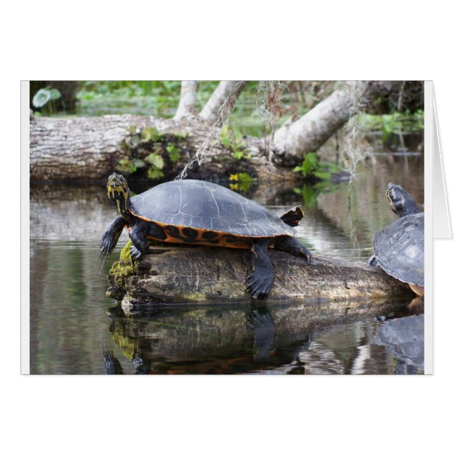 Es la vida de una tortuga (Anverso (Horizontal))