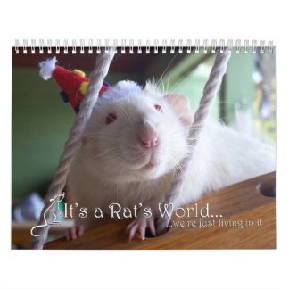 Es un calendario de mundo de la rata 2016