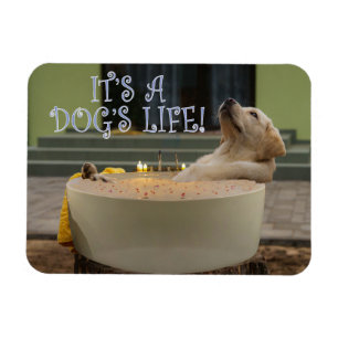 Es un imán de vida para perros