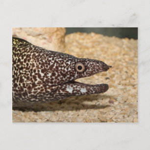 ¡Es un Moray! Postal