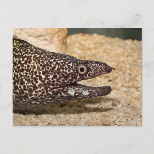 ¡Es un Moray! Postal (Anverso)