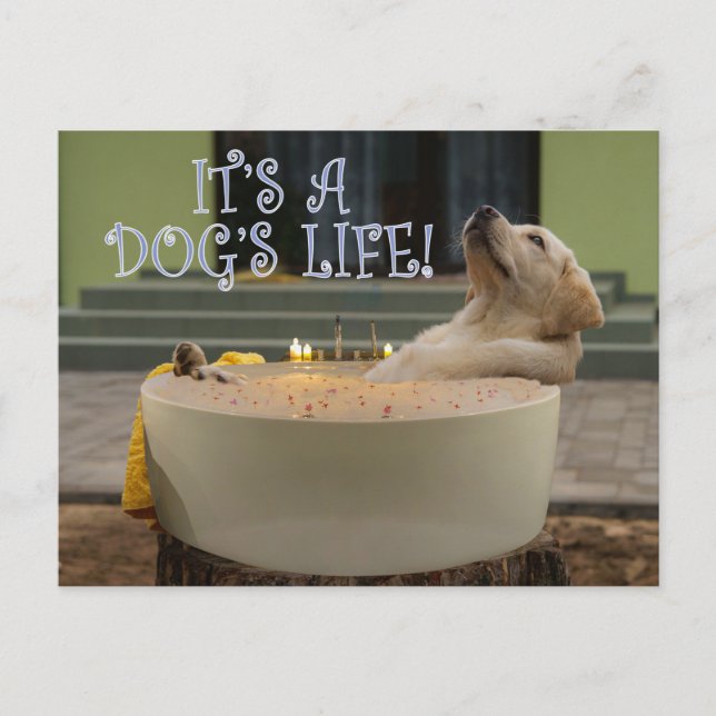 Es una postal de la vida de los perros (Anverso)