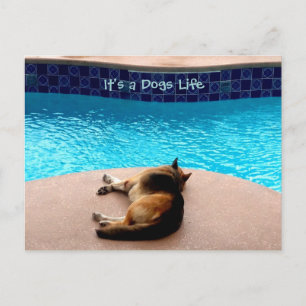 Es una vida de perros ~ Postcard / Invitaciones