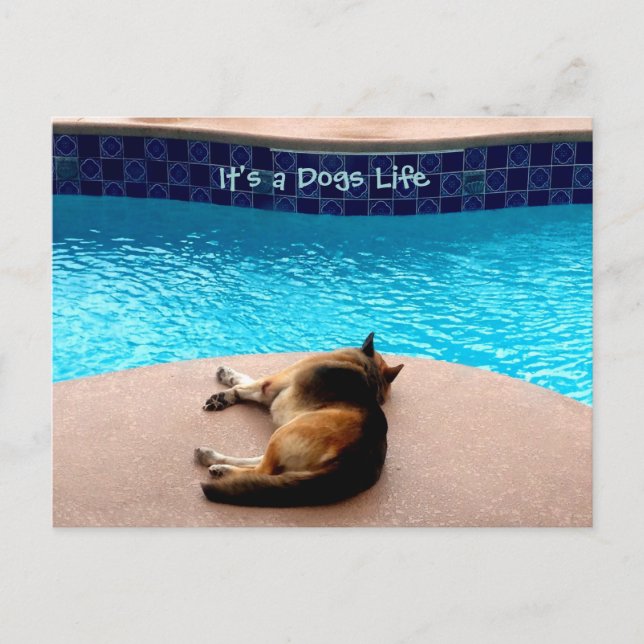 Es una vida de perros ~ Postcard / Invitaciones (Anverso)