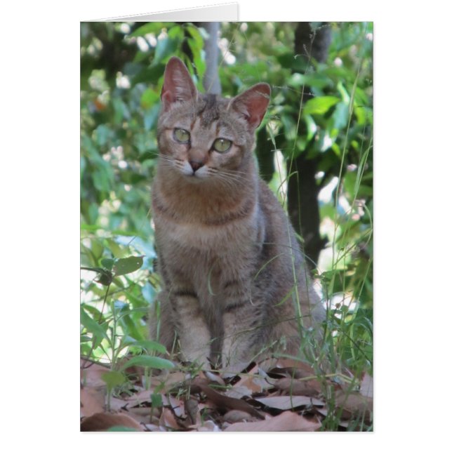 ¿Es usted talkin a mí? - Serie de TBD (Frente)