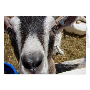 ¿Esa Cámara Es Comida?