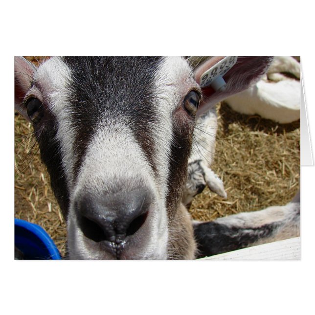 ¿Esa Cámara Es Comida? (Anverso (Horizontal))