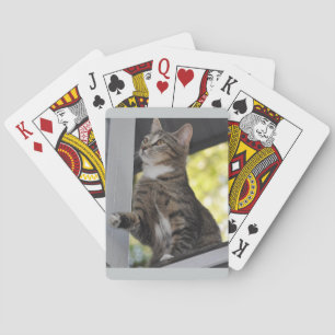 Esboza Las Cartas De Juego Del Gato
