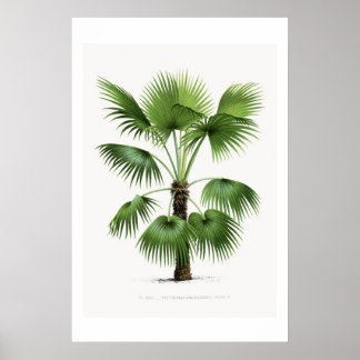 Esbozo botánico de árbol de palmas Arte vintage
