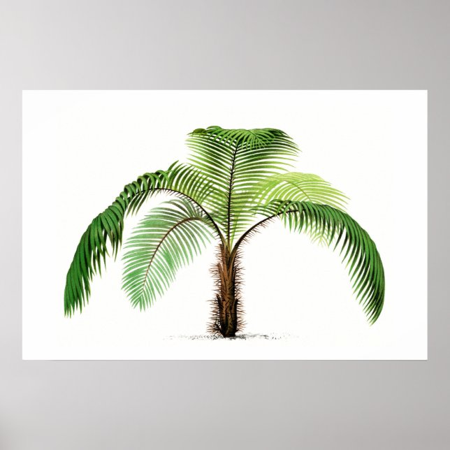 Esbozo botánico de árbol de palmas Arte vintage (Frente)