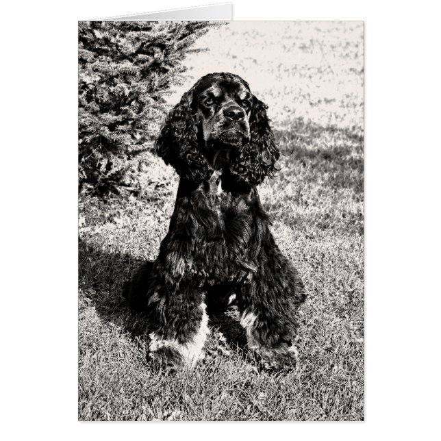 Esbozo de Cocker Spaniel (Frente)