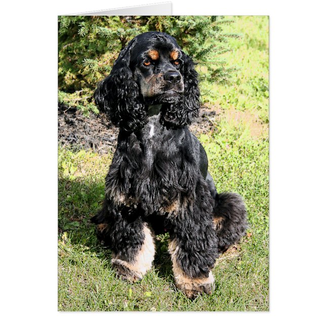 Esbozo de colores de Cocker Spaniel (Frente)