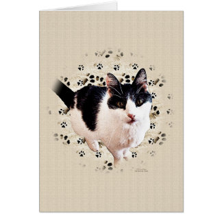 Esbozo de gato digital