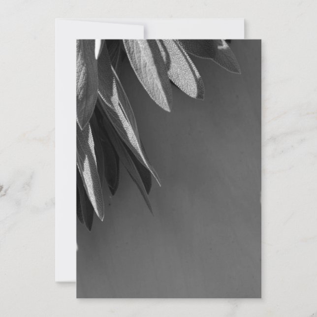 Escala de grises de salvia recién cortada (Anverso)