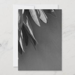 Escala de grises de salvia recién cortada