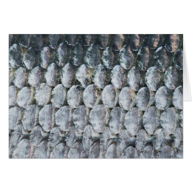 Escalas de Salmon brillantes (Anverso (Horizontal))