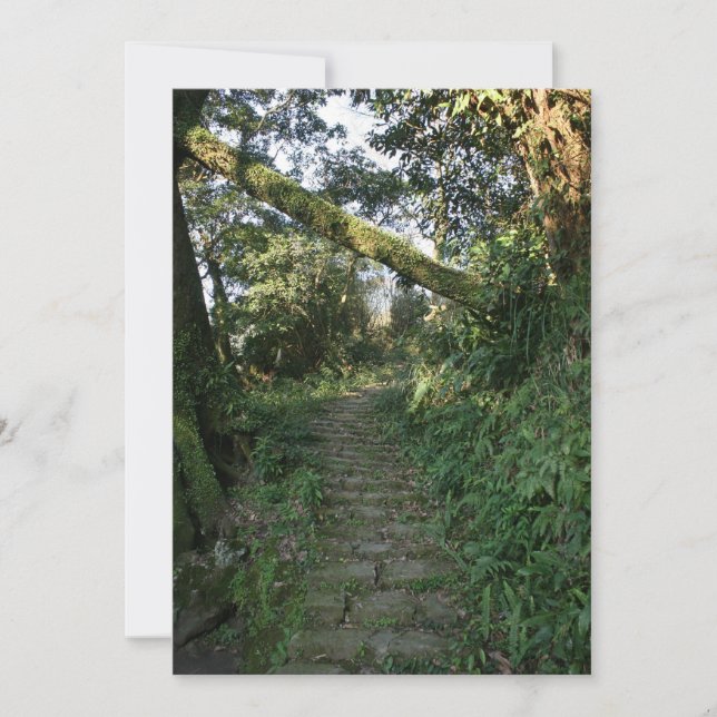 Escalera de los árboles (Anverso)