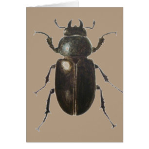 Escarabajo de macho 2011