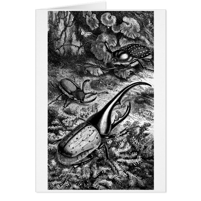 Escarabajos (Frente)