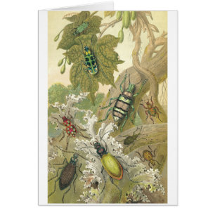 Escarabajos británicos